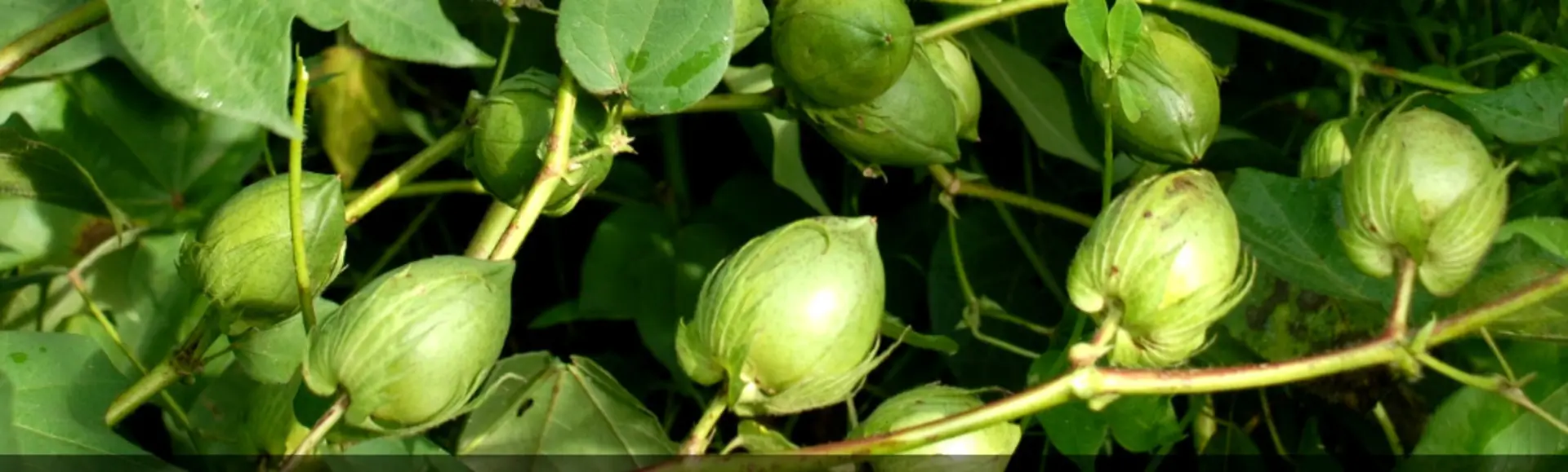 Marching Ahead – Nuziveedu Seeds Ltd